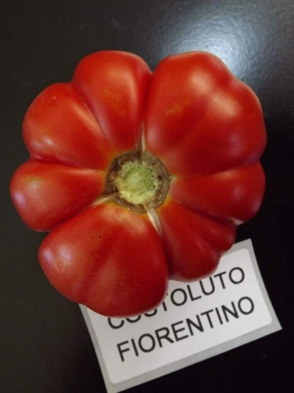 Costoluto Fiorentino paradicsom - Paradicsom különlegességek az Egzotikus Növények Stúdiója kínálatából
